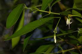 Image result for Coptosperma supra-axillare