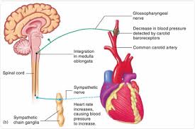 Human Anatomy Chapter 16 Flashcards Quizlet