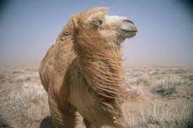 The fact that from day one, his mother refused him, i found myself the mongolian mother assumed the role of mother for the baby camel as well, glorifying the true maternal. The Story Of The Weeping Camel Reeling Reviews