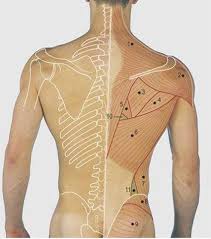 Two pubis bones are joined by a cartilaginous slightly movable joint called pubic symphysis to enclose an arch like pelvis. Back Surface Anatomy 4 Edition