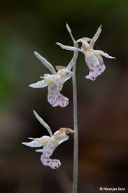 Image result for Epipogium roseum