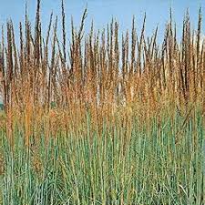 Image result for Sorghastrum