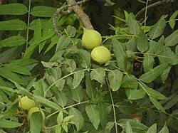 Image result for Juglans
