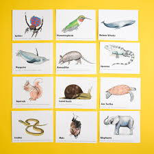 Please don't make me choose! Animal Trivia For Kids Adventure In A Box