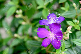 Yellow autumn leaves on green grass. The Large Purple Flowers With Dark Green Leaves And Conspicuous Stock Photo Picture And Royalty Free Image Image 91694995