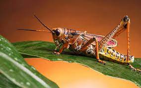 Cricket Wallpaper 205189 Jpg 1920 1200 Cricket Insect Summer Science Summer Science Experiments