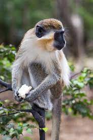 Green Monkey Barbados Natural Light Tropical Green Monkey Wildlife Reserve