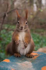 Frechdachs Forum Fur Naturfotografen Eichhornchen Eichhornchen Futterhaus Eichhornchen Bilder