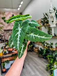 Image result for Syngonanthus wahlbergii