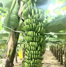 Ladyfinger (biscuit), light and sweet sponge cakes roughly shaped like a large finger. Buy Plant House Live Lady Finger Banana Kela Fruit Plant With Pot Healthy Plant Online Get 63 Off
