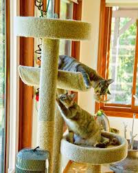 We did not find results for: Four Fixes For Feline Behavior Issues