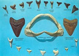 824 x 1200 jpeg 112 кб. Pin By Anna Maria Island Beach Life On Shells Shark Tooth Fossil Shark Teeth Shark
