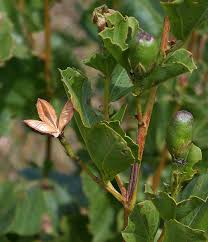 Image result for Cienfuegosia hildebrandtii