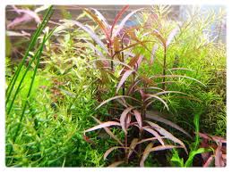 Image result for Hygrophila uliginosa
