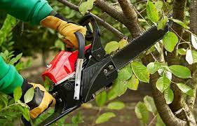Professional Tree Trimming Service Near Me Tree Trimming Tree Service Tree Trimming Service