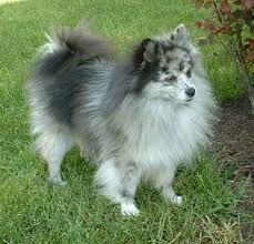 Pomeranian Black American Eskimo Dog This Is A Pomimo An American Eskimo And Pomeranian Mix Miniature Dogs Crazy Dog Lady Crazy Dog
