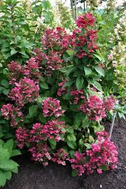 Image result for Gaertnera paniculata