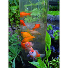 Créez un jardin aquatique avec cascades, poissons et plantes. Tour A Poisson Pour Bassin Bassin Etang Jardinet
