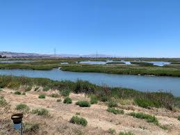Tracking Carbon Stored In Revived Bay Area Salt Marshes
