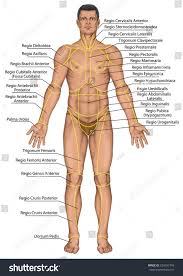 Body Regions Anatomy Body Regions Anatomy Anatomical Board