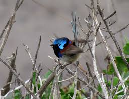 A flash of colour on a dull winter's day - Trevor's Birding