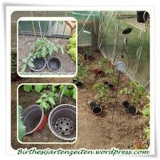 Tomaten Bewasserung Richtig Giessen Fur Gesunde Pflanzen Bewasserung Garten Tomaten Pflanzen Pflanzen