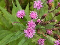 Image result for Vernonia purpurea