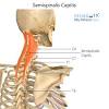 Vascular anatomy of the neck july 17, 2017 by @entclinicsydney the neck carries the vital arteries transmitting blood to the brain, head and face. Https Encrypted Tbn0 Gstatic Com Images Q Tbn And9gcrl Qwvdo3aedl9a3ostbgkaczllij0i8bue1mnrzzkupyhd D7 Usqp Cau