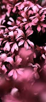 Merry christmas balls glitter 4k ultra hd desktop wallpaper. 1242x2688 Pink Flowers Ultra Hd Blur 4k Iphone Xs Max Hd 4k Wallpapers Images Backgrounds Photos And Pictures