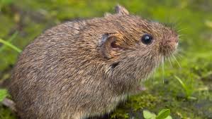 How to get rid of voles in a vegetable garden. How To Stop Voles From Eating Your Garden