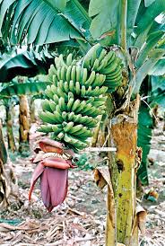 Image result for Musa sp. (Ornamental bananas)