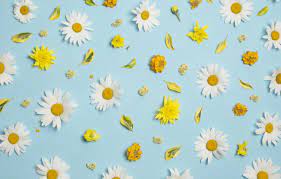 We did not find results for: Blue And Yellow Floral Wallpapers Top Free Blue And Yellow Floral Backgrounds Wallpaperaccess