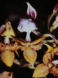 Image result for Diaphananthe stolzii