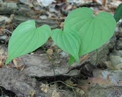 Image result for Dioscoreaceae