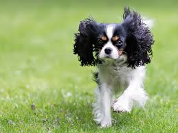 In which case you may see worms in your dog's poop. Deworming Your Dog Why And When Yarrah