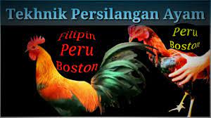 Induk betina ayam filipina texas original sabong pilipin waktu solat dot net. Tutoril Ayam Peru Boston Youtube