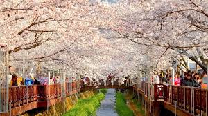 Selama musim gugur, ada banyak spot foto yang menakjubkan. Sejuta Pertunjukan Festival Musim Semi Di Korea Travel Pelopor Paket Tour Wisata Halal Dunia