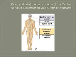 Diagram of the nervous system for kids nervous system diagram. The Brain And The Nervous System Central Nervous