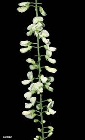 Image result for Indigofera ormocarpoides