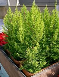 Very pleased with kigi nursery. Cupressus Macrocarpa Wilma Goldcrest Lemon Scented Cypress For Sale