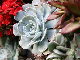 This group includes hearty desert cacti along with other. Do Succulents Need Sun How Long To Avoid Sunburn Succulent Plant Care