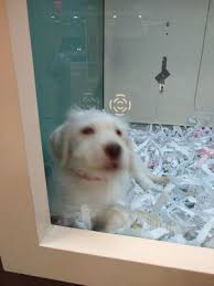 American dog club pet shop bbb rating: Luxury Puppies Pet Shop 1 Sunrise Mall Unit 1225 Massapequa Ny Pet Shops Mapquest