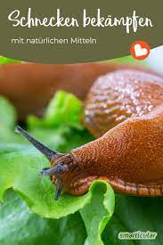 So gehst du erfolgreich gegen schnecken vor fördere die natürlichen feinde im garten unterscheide stets zwischen nützlichen schnecken und schädlichen arten vorbeugende maßnahmen gegen schnecken. 4 Naturliche Mittel Gegen Schnecken Im Garten