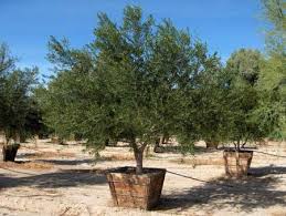 Ellisfarms Com Trees To Plant Landscaping Plants Plants