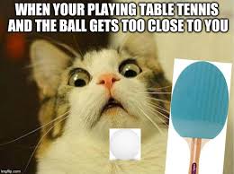 Find and save table tennis memes | from instagram, facebook, tumblr, twitter & more. Scared Cat Meme Imgflip