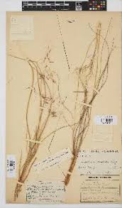 Image result for Aristida stipitata