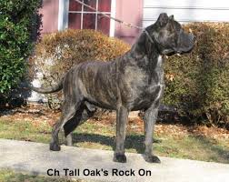 This breed was created to catch unruly cattle and wild boars. Rock On Of Tall Oaks Presa Canario