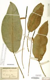 Image result for Agelanthus tanganyikae