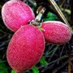 Image result for Brucea antidysenterica