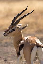 The small sized gazelle lives in savannas and grassland habitat of africa, can run extremely fast but chased by cheetah and sometimes by leopards and lions. Thomson S Gazelle Facts Speed Habitat Diet More In 2021 Deer Like Animals African Animals Habitats